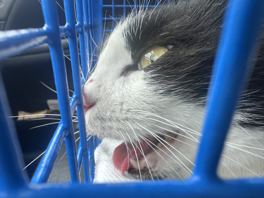 Katze nach Unfall geborgen und versorgt