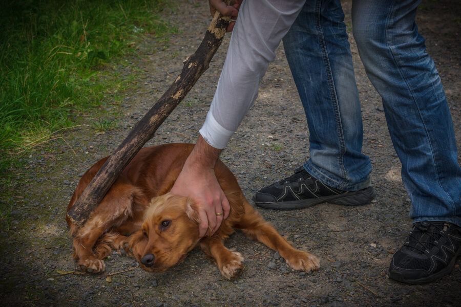 GEGEN TIERQUÄLEREI